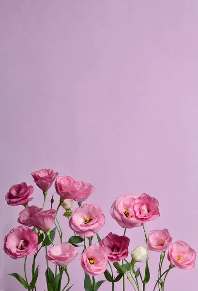 Muchos Eustomas Rosados Composición Sobre Fondo Púrpura — Foto de Stock
