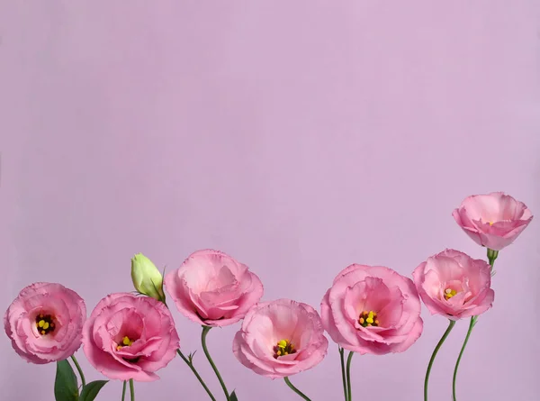 Sacco Eustomi Rosa Composizione Sfondo Viola — Foto Stock