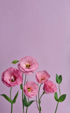Bir sürü pembe Eustoma. Mor arkaplanda kompozisyon