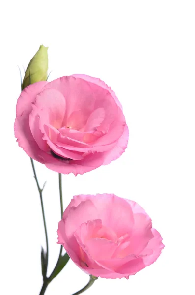 Due Eustomi Rosa Fiore Isolato Sfondo Bianco — Foto Stock