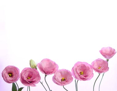 Bir sürü pembe Eustoma. Beyaz arkaplanda kompozisyon