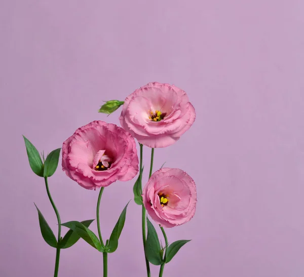 Beaucoup Eustomes Roses Composition Sur Fond Violet — Photo