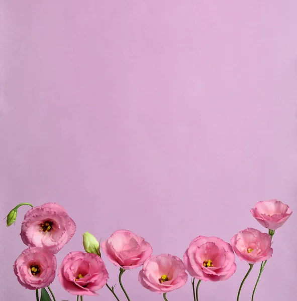 Lots Pink Eustomas Composition Purple Background — Stock Photo, Image