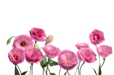 Bir sürü pembe Eustoma. Beyaz arkaplanda kompozisyon