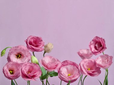 Bir sürü pembe Eustoma. Mor arkaplanda kompozisyon