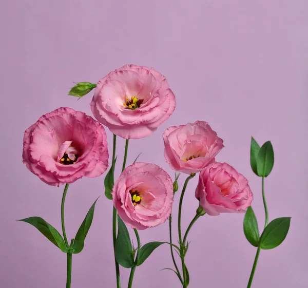 Veel Roze Eustoma Samenstelling Paarse Achtergrond — Stockfoto