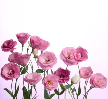 Bir sürü pembe Eustoma. Beyaz arkaplanda kompozisyon