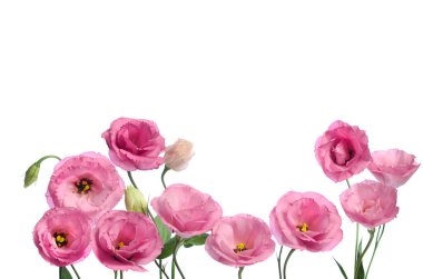 Bir sürü pembe Eustoma. Beyaz arkaplanda kompozisyon