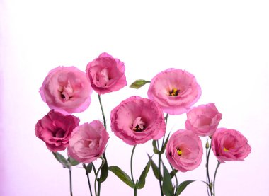 Bir sürü pembe Eustoma. Beyaz arkaplanda kompozisyon