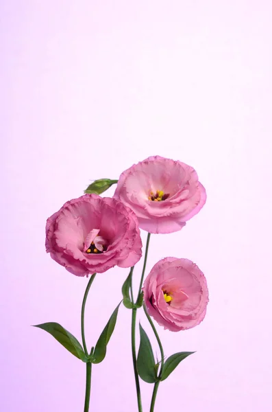 Trois Eustomes Roses Fleur Isolée Sur Fond Blanc — Photo