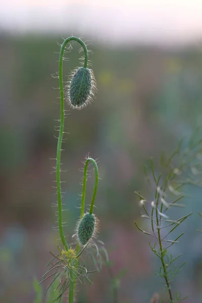 Las Amapolas Son Flores Silvestres Amanecer Sol Sobre Horizonte Gotas —  Fotos de Stock