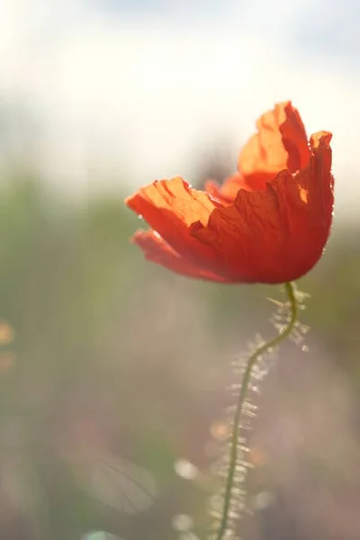 Las Amapolas Son Flores Silvestres Amanecer Sol Sobre Horizonte Gotas —  Fotos de Stock