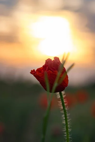Mákok Vadvirágok Hajnal Nap Horizont Felett — Stock Fotó