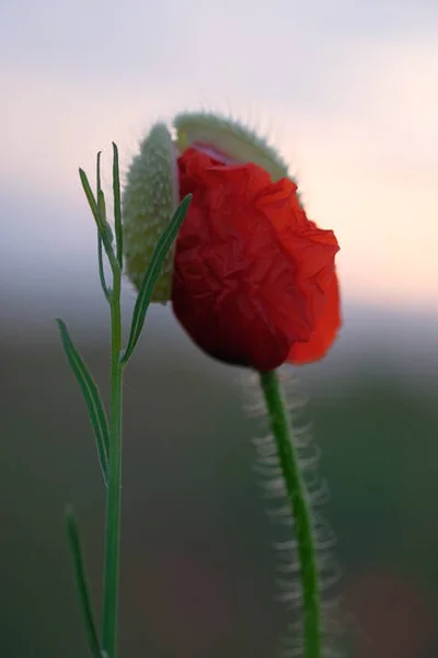 Gelincikler Kır Çiçekleridir Güneş Ufukta Beliriyor — Stok fotoğraf