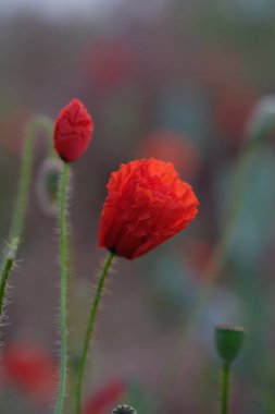 Gelincikler kır çiçekleridir. Güneş ufukta beliriyor.