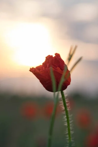 Papoilas São Flores Silvestres Dawn Sol Sobre Horizonte — Fotografia de Stock