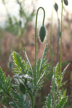 Gelincikler kır çiçekleridir. Güneş ufukta beliriyor. Sabah çiy damlaları