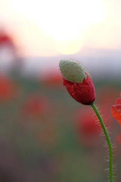 Gelincikler Kır Çiçekleridir Şafak Güneş Ufukta — Stok fotoğraf