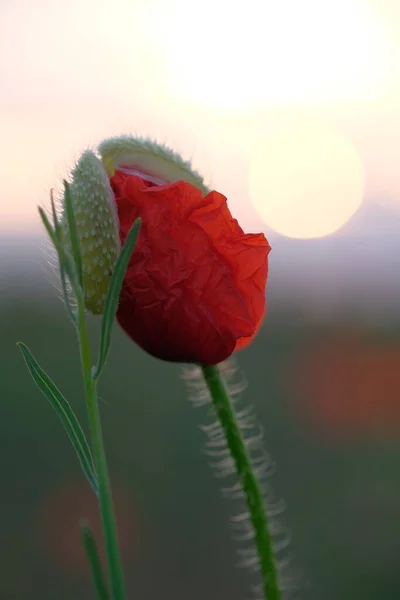 Gelincikler Kır Çiçekleridir Güneş Ufukta Beliriyor — Stok fotoğraf