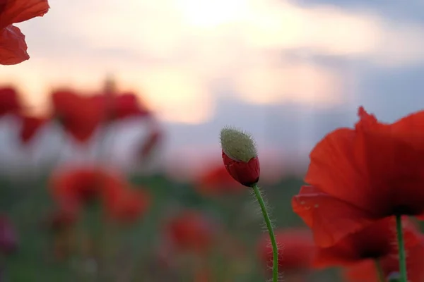 Poppies Zijn Wilde Bloemen Dageraad Zon Aan Horizon — Stockfoto