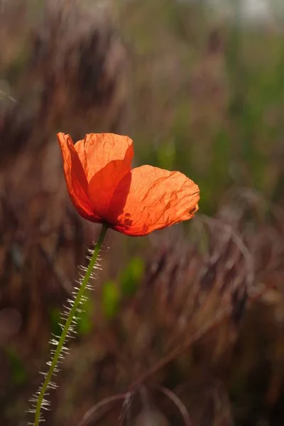 Las Amapolas Son Flores Silvestres Amanecer Sol Sobre Horizonte Gotas — Foto de Stock