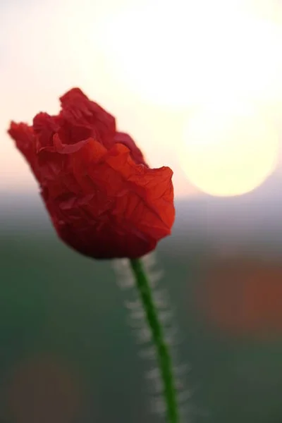 Poppies Zijn Wilde Bloemen Dageraad Zon Aan Horizon — Stockfoto