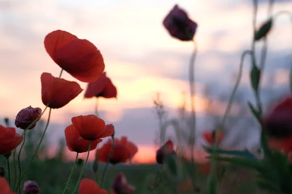 Mohn Ist Eine Wildblume Morgendämmerung Sonne Über Dem Horizont — Stockfoto