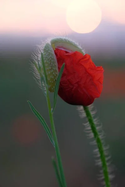 罂粟是野花 黎明是地平线上的太阳 — 图库照片