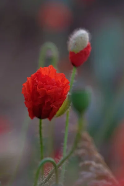 Маки Полевые Цветы Солнце Заре Над Горизонтом — стоковое фото