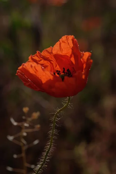 Las Amapolas Son Flores Silvestres Amanecer Sol Sobre Horizonte Gotas —  Fotos de Stock