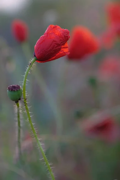 Poppies Zijn Wilde Bloemen Dawn Zon Aan Horizon — Stockfoto