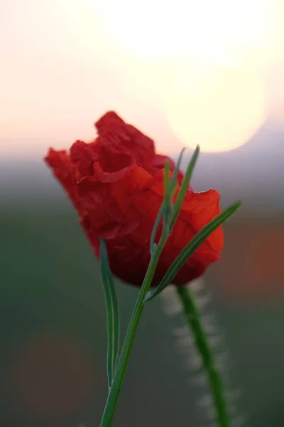 Papoilas São Flores Silvestres Dawn Sol Sobre Horizonte — Fotografia de Stock