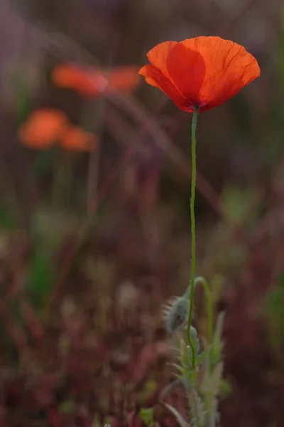 Maki Dzikie Kwiaty Świt Jest Słońcem Horyzontem Poranne Krople Rosy — Zdjęcie stockowe