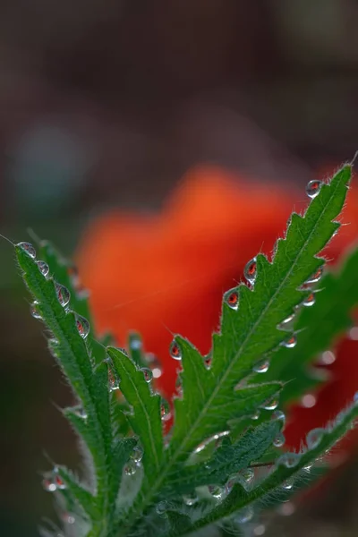 Las Amapolas Son Flores Silvestres Amanecer Sol Sobre Horizonte Gotas —  Fotos de Stock