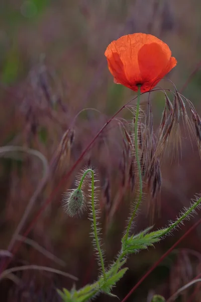 Las Amapolas Son Flores Silvestres Amanecer Sol Sobre Horizonte Gotas — Foto de Stock