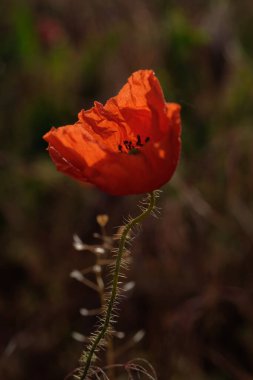 Gelincikler kır çiçekleridir. Güneş ufukta beliriyor. Sabah çiy damlaları