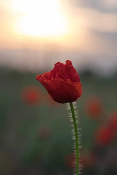 Papoilas São Flores Silvestres Amanhecer Sol Sobre Horizonte — Fotografia de Stock