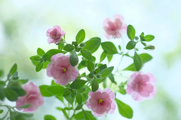 Kleine Rosa Blüten Wachsen Strauch Gartenblumen — Stockfoto