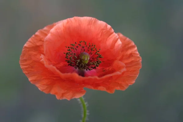 Coquelicot Rouge Une Fleur Sauvage Journée Été Dans Parc — Photo