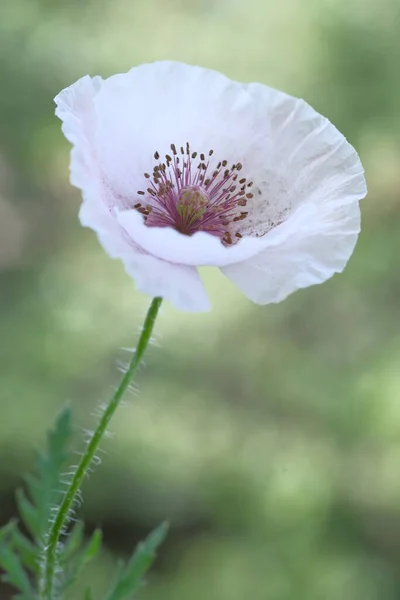 Pavot Blanc Est Une Fleur Sauvage Journée Été Dans Jardin — Photo