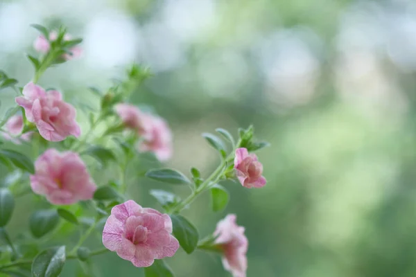 Pequeñas Flores Rosas Crecen Arbusto Flores Jardín — Foto de Stock