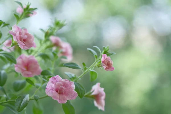 Malé Růžové Květy Rostou Keři Zahradní Květiny — Stock fotografie
