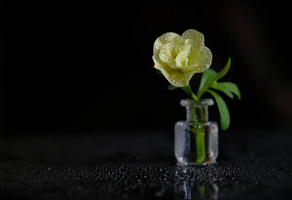 Sarı Bir Çiçek Cam Bir Şişenin Içinde Duruyor Siyah Arka — Stok fotoğraf