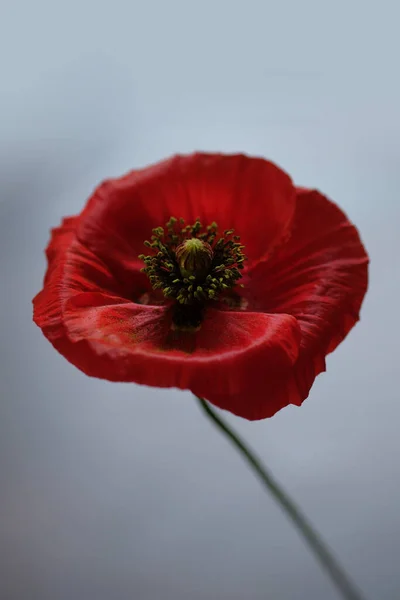 Een Rode Papaver Wilde Bloem Witte Achtergrond — Stockfoto