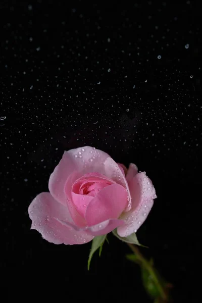 Rose Ist Eine Gartenblume Blume Auf Schwarzem Hintergrund — Stockfoto