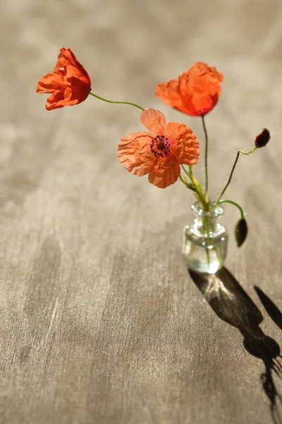 Red Poppies Glass Vial Illuminated Morning Sun — Stock Photo, Image