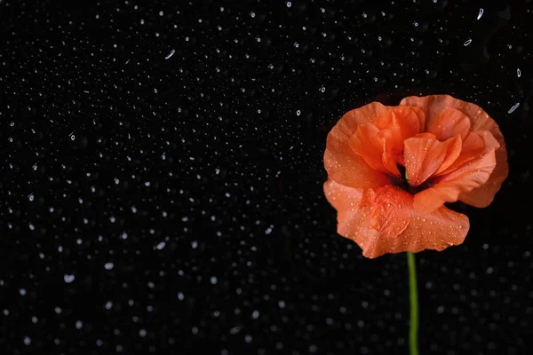 Roter Mohn Wildblume Eine Blume Schwarzer Hintergrund — Stockfoto