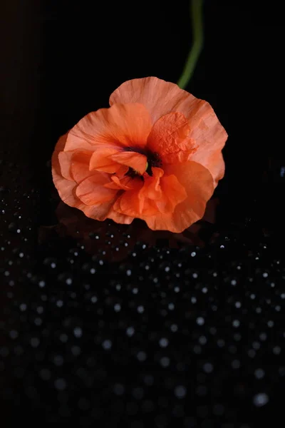 Amapola Roja Flor Salvaje Una Flor Fondo Negro — Foto de Stock