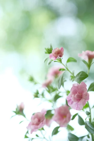 Small Pink Flowers Grow Bush Garden Flowers Stock Picture