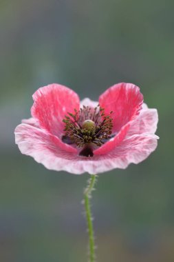 Pembe haşhaş. Yabani çiçek. Parkta yaz günü.